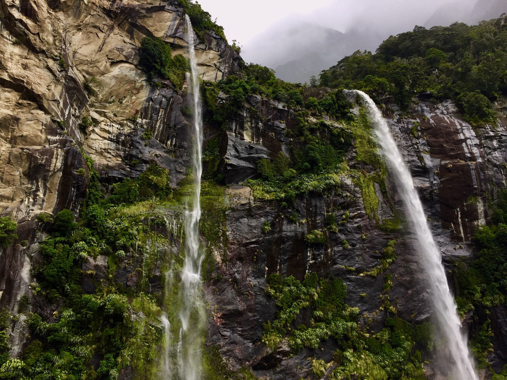 Trekking in Milford Sound along lush green rainforest