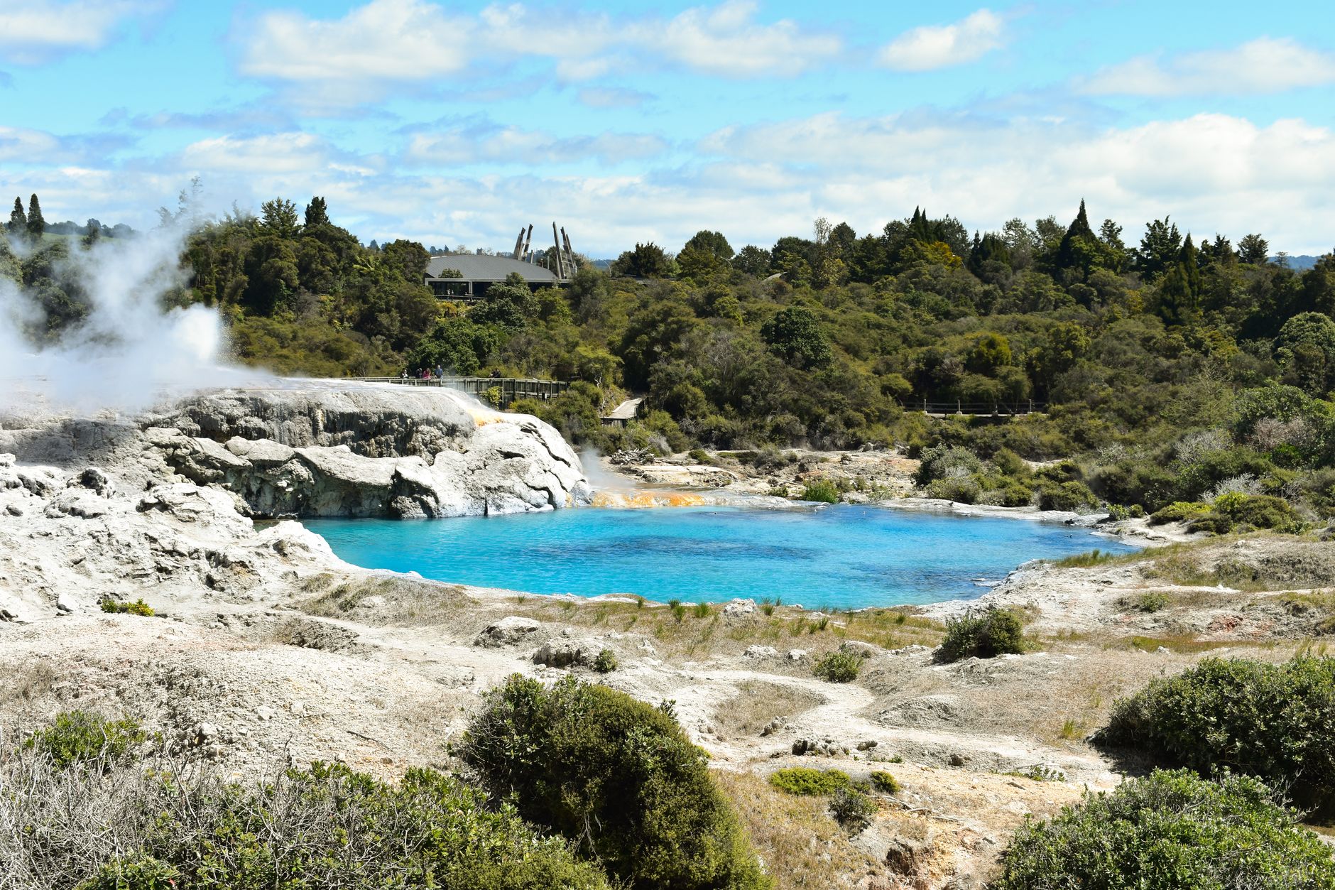 Hot geothermal geyser blowing steam in Rotorua